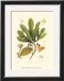 Sassafras by Sprague Limited Edition Print