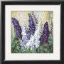 Larkspur In Blues by Katharina Schottler Limited Edition Print