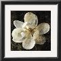 Magnolia I by John Seba Limited Edition Print