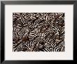 Zebras, Kenya by Art Wofe Limited Edition Pricing Art Print