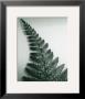 Fern Leaf I by Boyce Watt Limited Edition Print