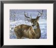 Through My Window: Whitetail Deer by Joni Johnson-Godsy Limited Edition Pricing Art Print