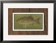 White Or Silver Bass by Harris Limited Edition Print