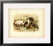 Egret And Heron by Jacob Studer Limited Edition Print