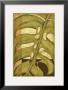 Tropical Leaves Ii by Jennifer Goldberger Limited Edition Pricing Art Print