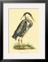 Great Blue Heron by Prideaux John Selby Limited Edition Print