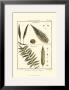 Fern Classification I by Denis Diderot Limited Edition Pricing Art Print