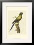 Crackled Antique Parrot I by George Shaw Limited Edition Print