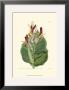 Antique Canna Ii by Van Houtt Limited Edition Pricing Art Print