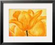 Golden Tulip by Susanne Bach Limited Edition Pricing Art Print
