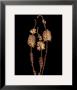 Joyce Tenneson Pricing Limited Edition Prints