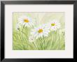 Fun Daisies by Susanne Bach Limited Edition Print