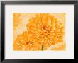 Yellow Marigold by Susanne Bach Limited Edition Print