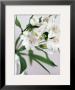 White Alstroemeria by Caroline Purday Limited Edition Pricing Art Print