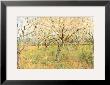 Orchard In Blossom by Vincent Van Gogh Limited Edition Pricing Art Print