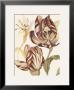 Tulip I by Sophie Coryndon Limited Edition Pricing Art Print