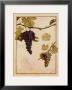 Cabernet Sauvignon by Meg Page Limited Edition Pricing Art Print