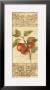 Apple Botanical Brocade Ii by Albena Hristova Limited Edition Print