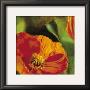 Coquelicots Dans Le Soleil Ii by Pierre Viollet Limited Edition Print