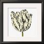 Black And White Tulip by Miriam Bedia Limited Edition Pricing Art Print