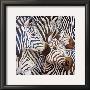 Zebra's Kiss by Lisa Benoudiz Limited Edition Print