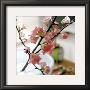 Appletree Branch by Eulenburg Limited Edition Pricing Art Print