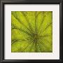 Palm Green by Caroline Wenig Limited Edition Pricing Art Print
