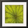 Palm Green by Caroline Wenig Limited Edition Print