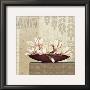 Gradiflora Ii by Linda Wood Limited Edition Print