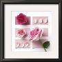 Powder Rose by Louis Gaillard Limited Edition Print