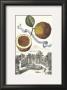 Pomo D'adamo by Johann Christof Volckamer Limited Edition Print