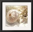 Coral Shell I by Donna Geissler Limited Edition Pricing Art Print