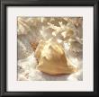 Coral Shell Iv by Donna Geissler Limited Edition Pricing Art Print