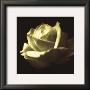 Rose Impression Ii by Jane Ann Butler Limited Edition Print