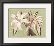 Regence Lily Iv by Sarah E. Chilton Limited Edition Print