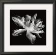 Radiant Tulip I by Donna Geissler Limited Edition Print