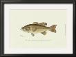 Large-Mouthed Black Bass by Denton Limited Edition Pricing Art Print