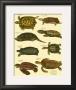 Oken Tortoise by Lorenz Oken Limited Edition Pricing Art Print