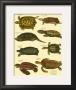 Oken Tortoise by Lorenz Oken Limited Edition Print