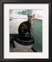 Gray Tiger Cat On The Toilet by Robert Mcclintock Limited Edition Pricing Art Print