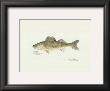 Walleye Fish by Ron Pittard Limited Edition Print