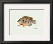 Bluegill Fish by Ron Pittard Limited Edition Pricing Art Print