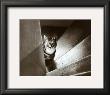 Cat In The Stairs by Marie Babey Limited Edition Pricing Art Print
