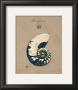Vintage Linen Nautilus by Regina-Andrew Design Limited Edition Pricing Art Print