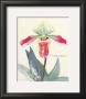 Pomegranate Orchid by Elissa Della-Piana Limited Edition Print
