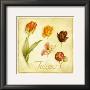 Tulipes by Vincent Perriol Limited Edition Print
