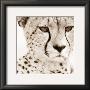 Cheetah Pattern by Frank & Susann Parker Limited Edition Print