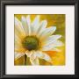 Marguerites Dans Le Soleil Iii by Pierre Viollet Limited Edition Print