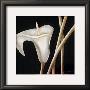 Lily In Sepia I by Beate Emanuel Limited Edition Print