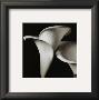 Lilies by Bill Philip Limited Edition Print